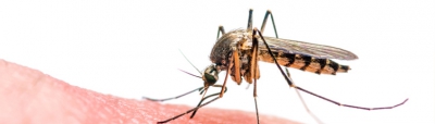 L'OMS fait état de progrès sans précédent contre les maladies tropicales négligées